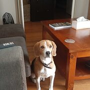 Home Owner wanting sitter in , Victoria