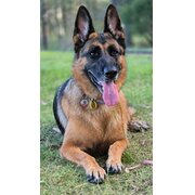 Home Owner wanting sitter in Brisbane -35klm, Queensland