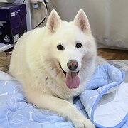 Home Owner wanting sitter in , Queensland