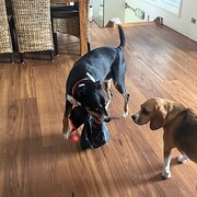 Home Owner wanting sitter in Taree, New South Wales