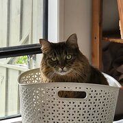 Home Owner wanting sitter in , Queensland