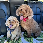 Home Owner wanting sitter in Gold Coast, Queensland
