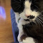 Home Owner wanting sitter in , New South Wales