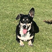Home Owner wanting sitter in BendigoSmall 2 bed unit, Victoria