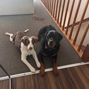 Home Owner wanting sitter in Hobart, Tasmania
