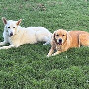 Home Owner wanting sitter in , Queensland