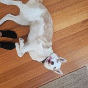 Home Owner wanting sitter in Perth, Western Australia
