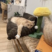 Home Owner wanting sitter in , Queensland