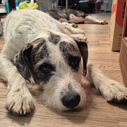 Home Owner wanting sitter in Orange, New South Wales