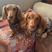 Home Owner wanting sitter in Brisbane city , Queensland