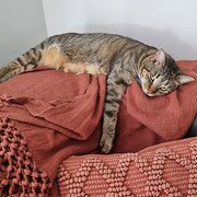 Home Owner wanting sitter in , Queensland