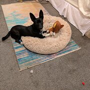 Home Owner wanting sitter in Stirling, South Australia
