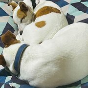 Home Owner wanting sitter in , New South Wales