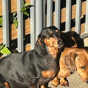 Home Owner wanting sitter in inverell/moree, New South Wales