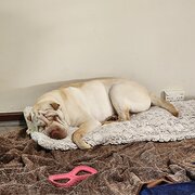 Home Owner wanting sitter in Perth, Western Australia
