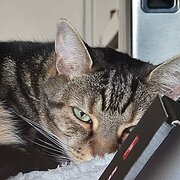 House Sitter - Caring Family for Pets & Home