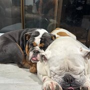 Home Owner wanting sitter in , Victoria