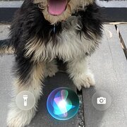 Home Owner wanting sitter in Adelaide, South Australia