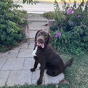 Home Owner wanting sitter in , Western Australia