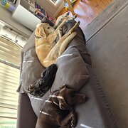 Home Owner wanting sitter in Carrum Downs, Victoria