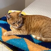 Home Owner wanting sitter in Perth, Western Australia