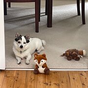 Home Owner wanting sitter in , New South Wales