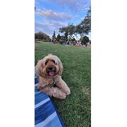 Home Owner wanting sitter in , Queensland