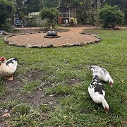 Home Owner wanting sitter in , New South Wales