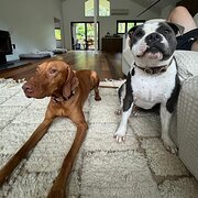 Home Owner wanting sitter in , New South Wales