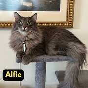 Home Owner wanting sitter in , New South Wales