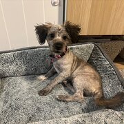 Home Owner wanting sitter in , South Australia