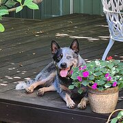Home Owner wanting sitter in Newcastle, New South Wales