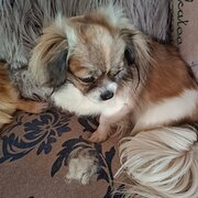 House Sitter - GYPSY Rose