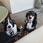 Home Owner wanting sitter in BIRKDALE, Queensland