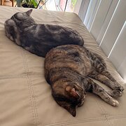 Home Owner wanting sitter in Parramatta, New South Wales