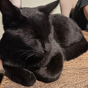 Home Owner wanting sitter in Port Lincoln, South Australia