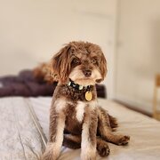 Home Owner wanting sitter in , South Australia