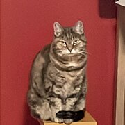 Home Owner wanting sitter in Sydney, New South Wales
