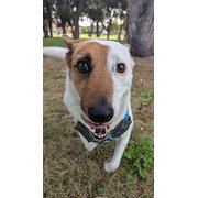 Home Owner wanting sitter in Perth, Western Australia