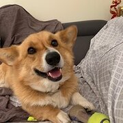 Home Owner wanting sitter in , South Australia