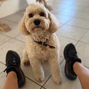 Home Owner wanting sitter in , Queensland