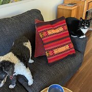 Home Owner wanting sitter in Hobart, Tasmania