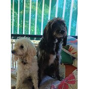 Home Owner wanting sitter in Brisbane, Queensland