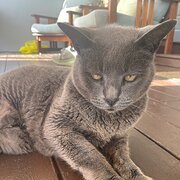 Home Owner wanting sitter in , New South Wales