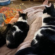 Home Owner wanting sitter in Rockingham, Western Australia