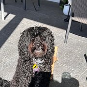 Home Owner wanting sitter in , Queensland
