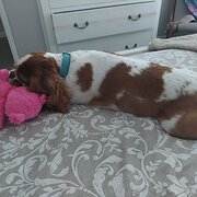 Home Owner wanting sitter in MURRUMBA DOWNS, Queensland