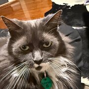 Home Owner wanting sitter in Perth, Western Australia