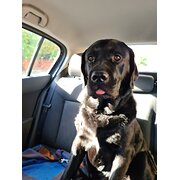 Home Owner wanting sitter in Adelaide, South Australia