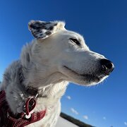 Home Owner wanting sitter in Hobart, Tasmania